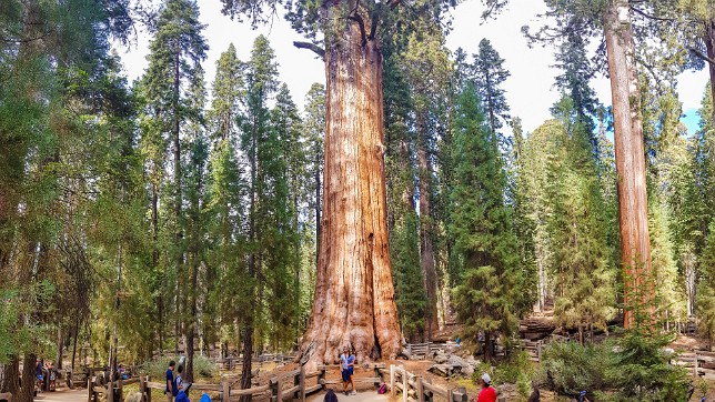 Sequoia National Park 2018