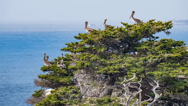 Point Lobos, Californien 2018