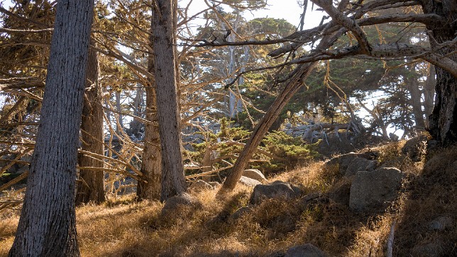 Point Lobos 2018