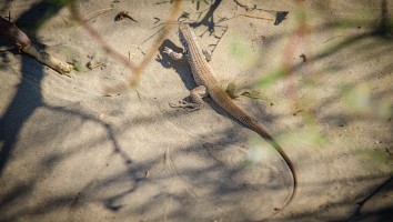 USA 2016-109