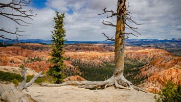 USA 2016 Bryce og Zion-119