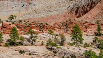 USA 2016 Bryce og Zion-127