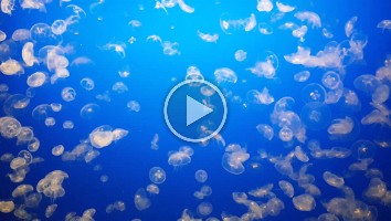 WEB Monterey Aquarium 2