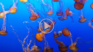 WEB Monterey Aquarium 3