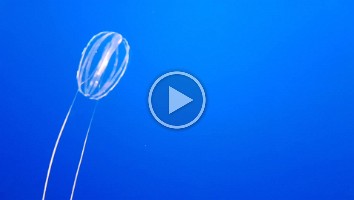 WEB Monterey Aquarium 4