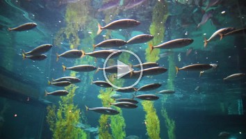 WEB Monterey Aquarium 5