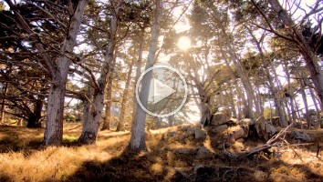 WEB Point Lobos 1