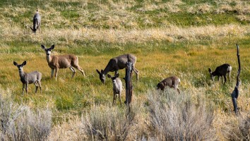 USA 2018 dag-9-182