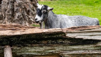 USA 2018 dag-10-338
