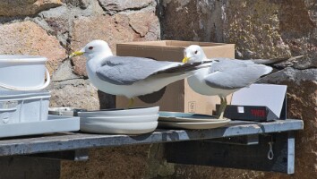 Bornholm 2026 129