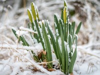 Vinter marts 2018-14