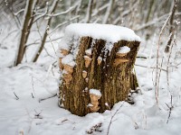 Vinter marts 2018-18