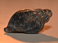 55D 0101