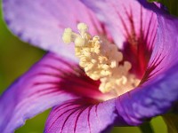 Blomst