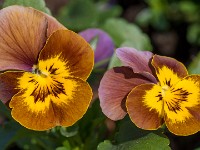 Macro i haven april 2018 - -10
