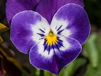 Macro i haven april 2018 - -11