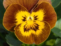 Macro i haven april 2018 - -12