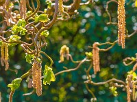 Macro i haven april 2018 - -13