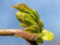 Macro i haven april 2018 - -14