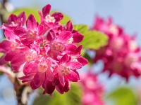 Macro i haven april 2018 - -15
