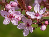 Macro i haven april 2018 - -16