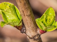 Macro i haven april 2018 - -17