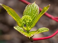 Macro i haven april 2018 - -18