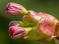 Macro i haven april 2018 - -19
