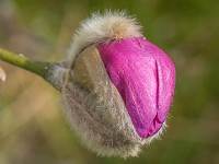 Macro i haven april 2018 - -21