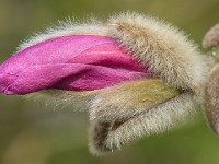 Macro i haven april 2018 - -22