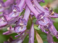 Macro i haven april 2018 - -23