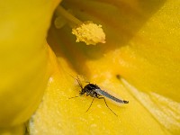 Macro i haven april 2018 - -24