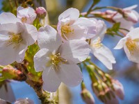 Macro i haven april 2018 - -25