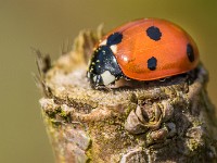 Macro i haven april 2018 - -27