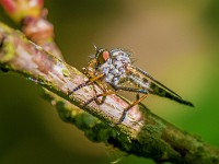 havemacro01