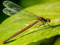 havemacro02