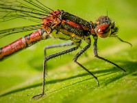 havemacro03
