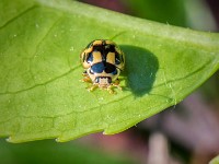 havemacro04