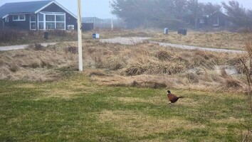 Sommerhus Nordjylland marts 2025-29