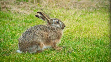 Sommerhus Nordjylland marts 2025-32