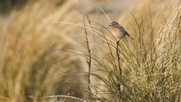 Sommerhus Nordjylland marts 2025-45