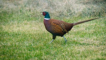 Sommerhus Nordjylland marts 2025-48