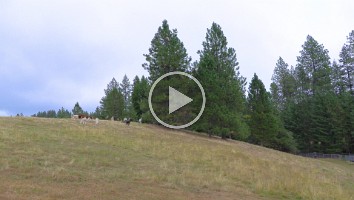 WEB Alpaca 1 USA 2019 0908 0015