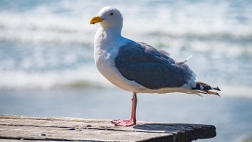 USA 2019 16 sept web-51